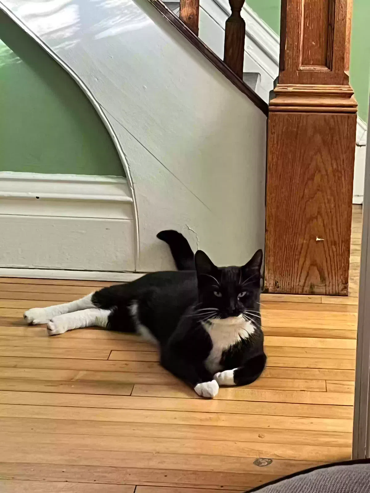 Lost cat in Saint Paul, MN, 55102