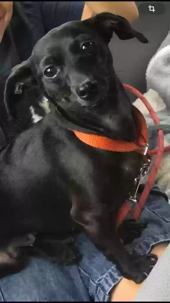 Lost dog in West Palm Beach, FL, 33417