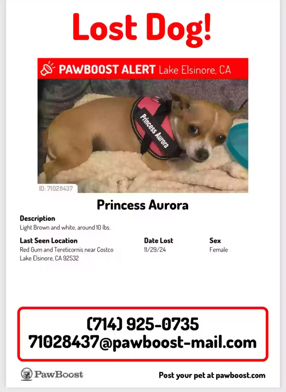 Lost dog in Lake Elsinore, CA, 92532