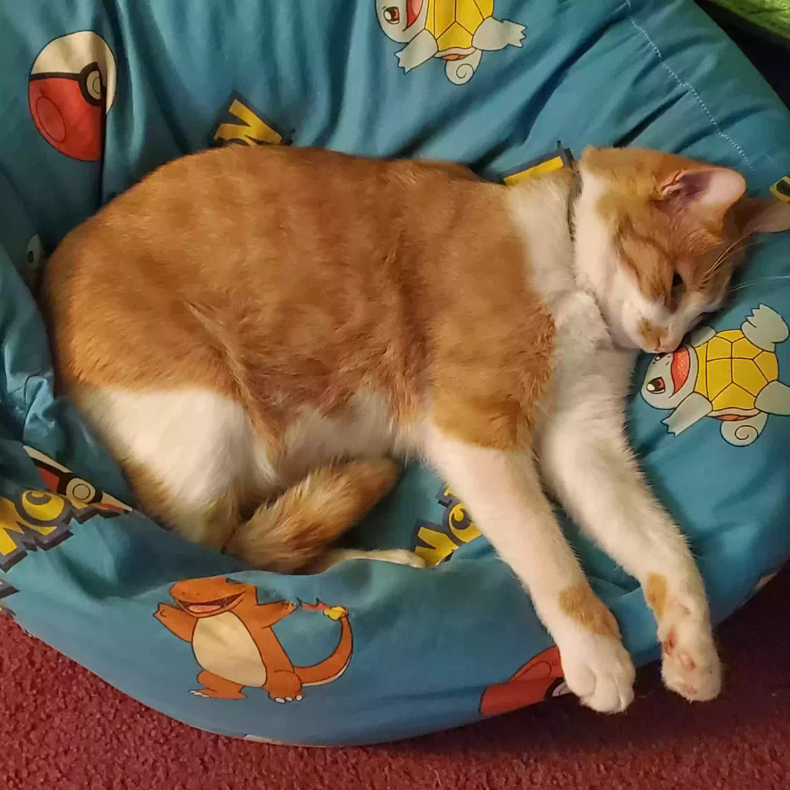 Lost cat in Decatur, AL, 35601