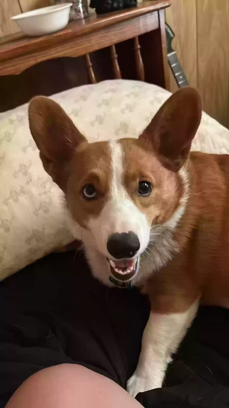 Lost dog in Topeka, KS, 66604