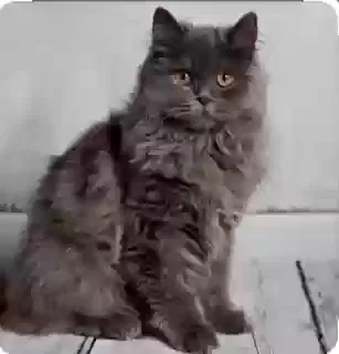 Lost cat in Wichita, KS, 67217