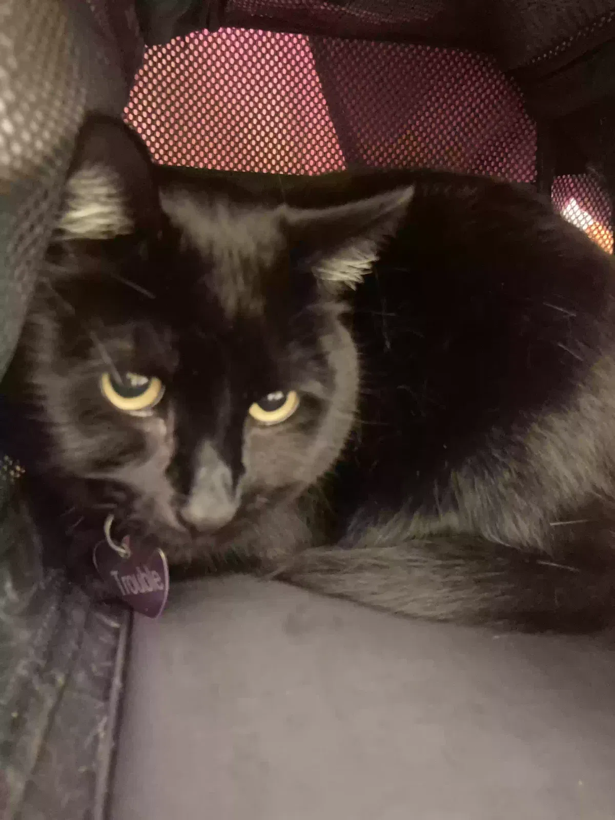 Lost cat in Portland, OR, 97225
