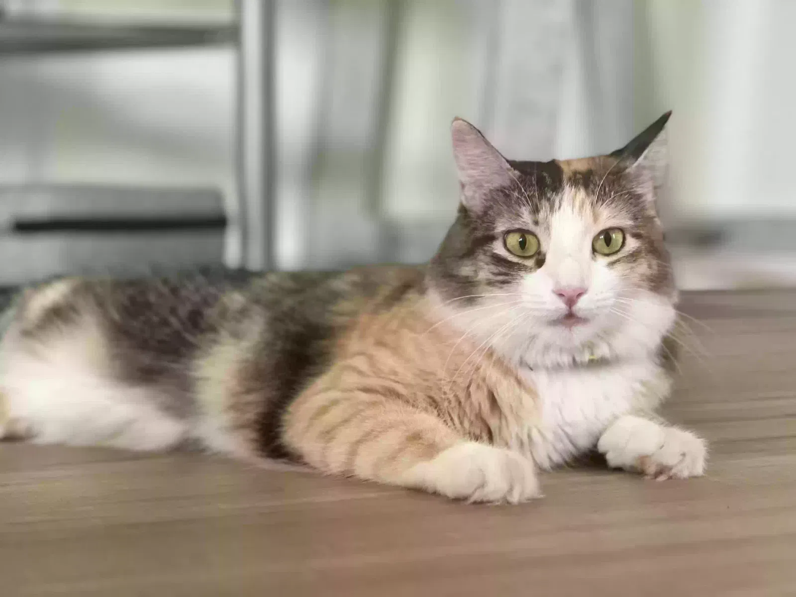 Lost cat in Haslet, TX, 76052