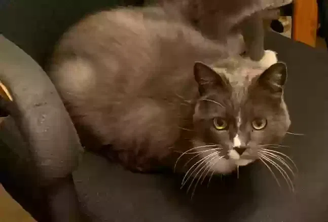 Lost cat in Bakersfield, CA, 93312