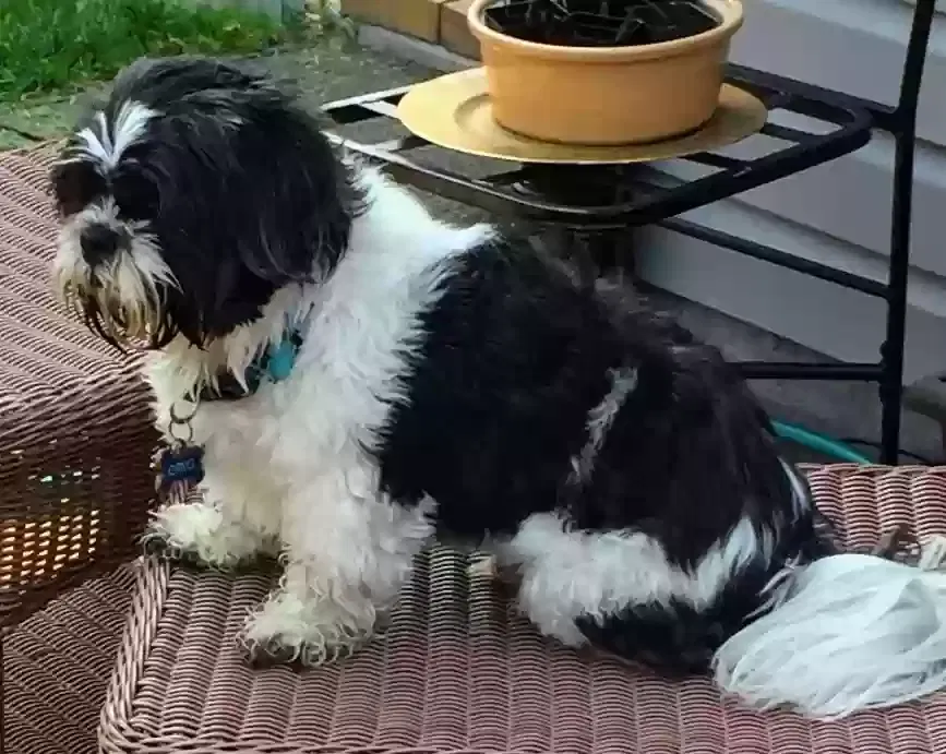 Lost dog in Greeley, CO, 80631