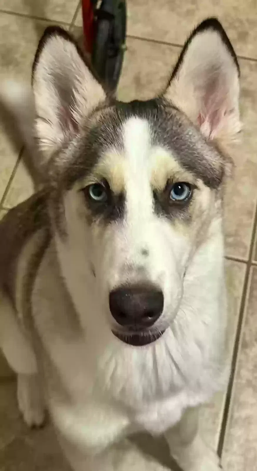 Lost dog in Phoenix, AZ, 85037