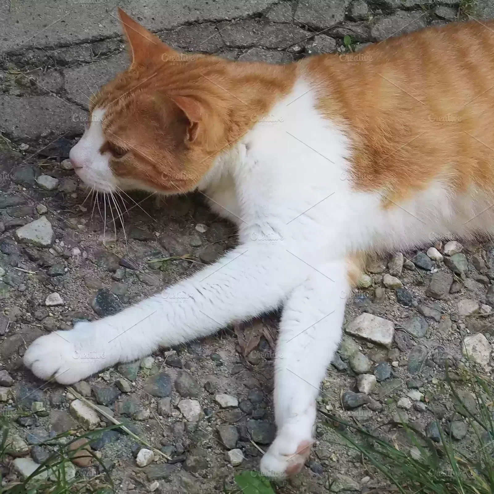 Lost cat in Newport, KY, 41071