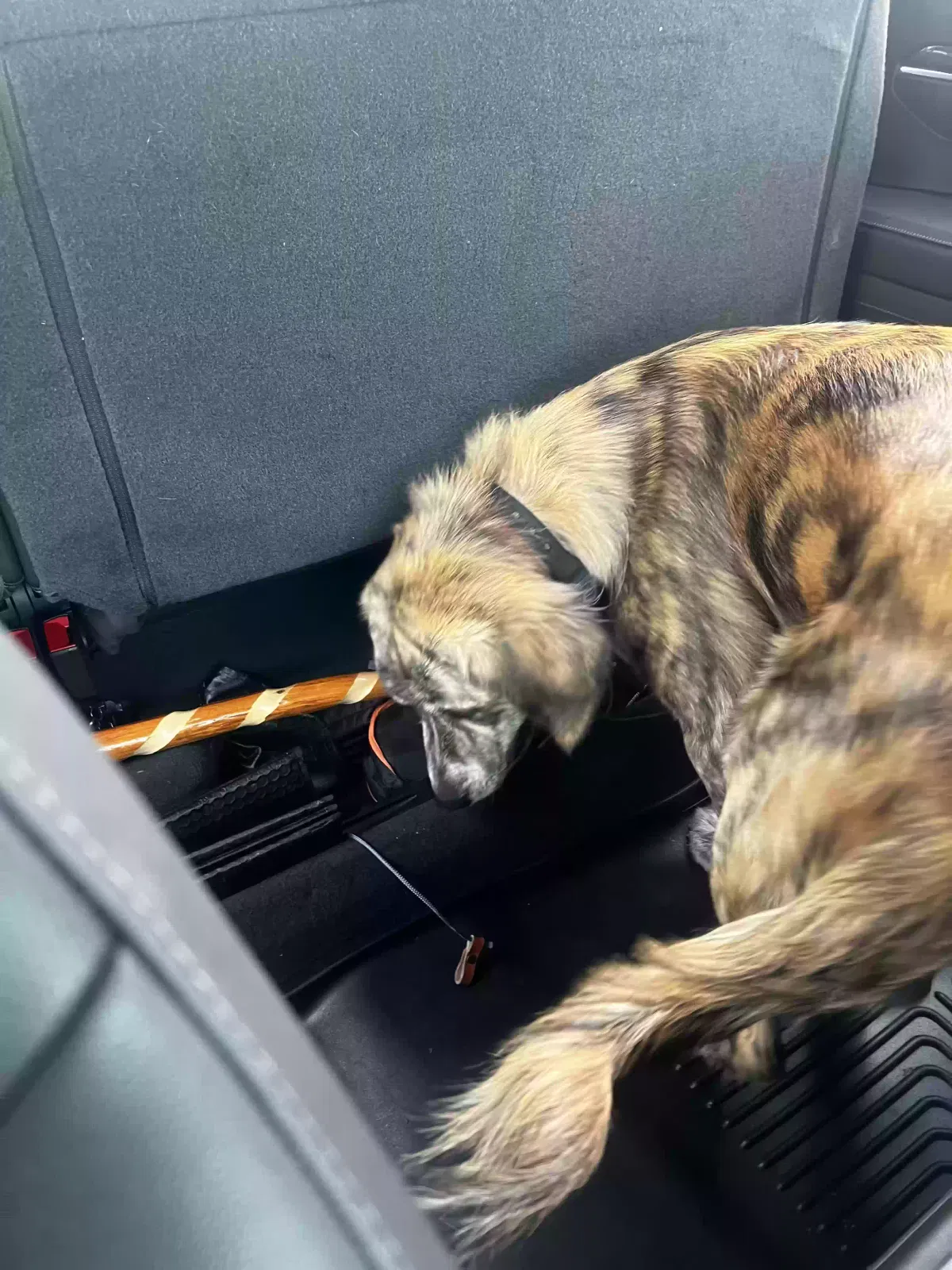 Found dog in Okeechobee, FL, 34974