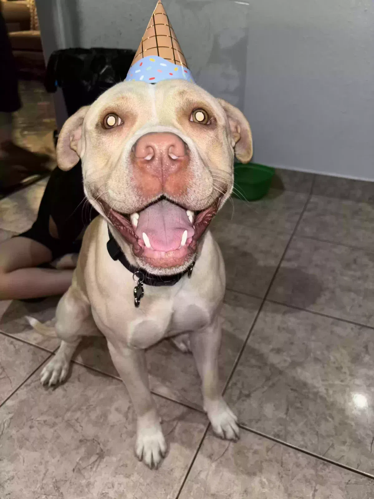 Lost dog in Sylmar, CA, 91342