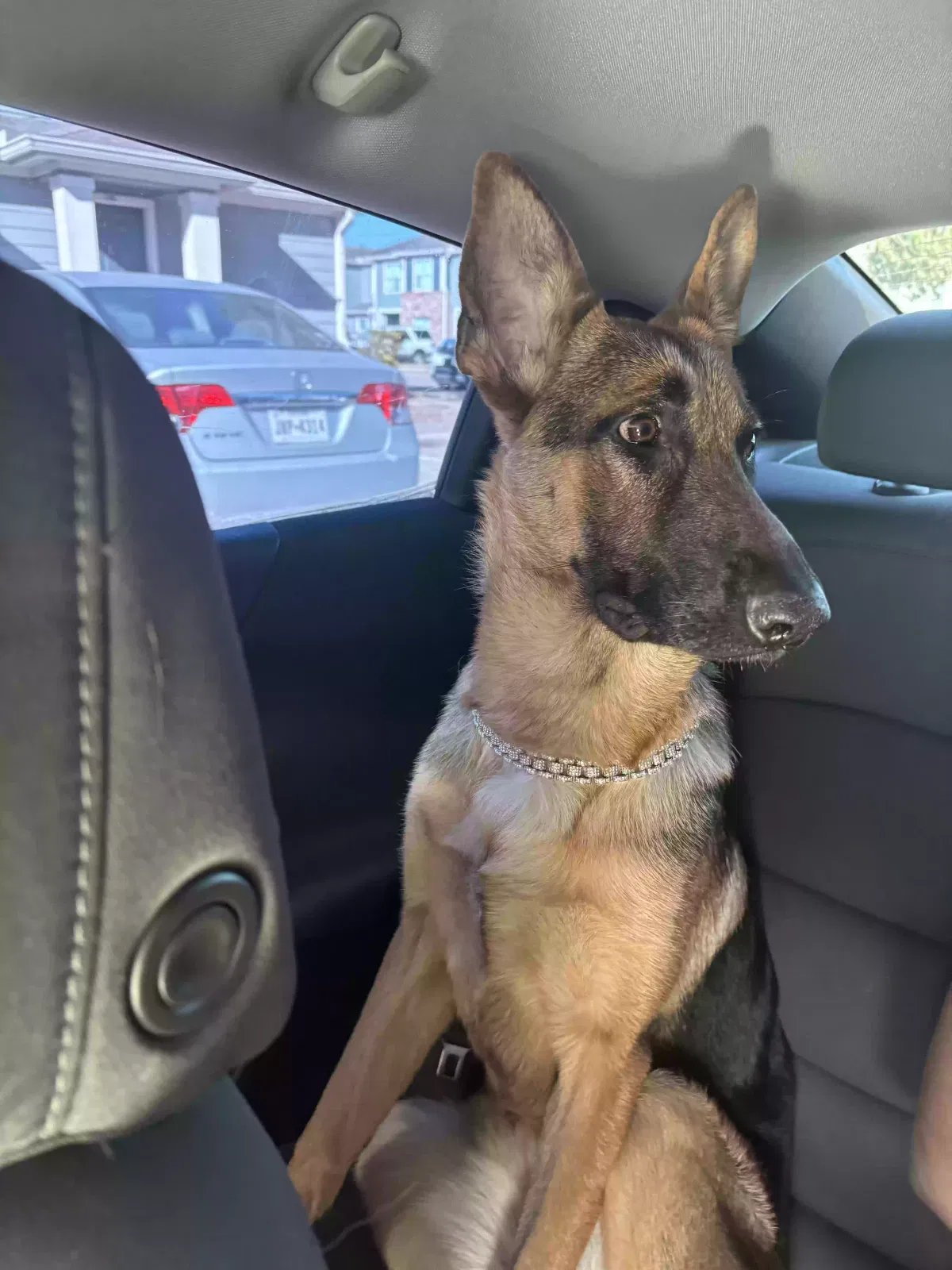 Lost dog in Houston, TX, 77081