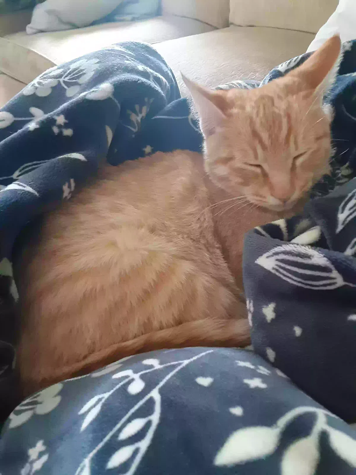 Lost cat in Spirit Lake, ID, 83869