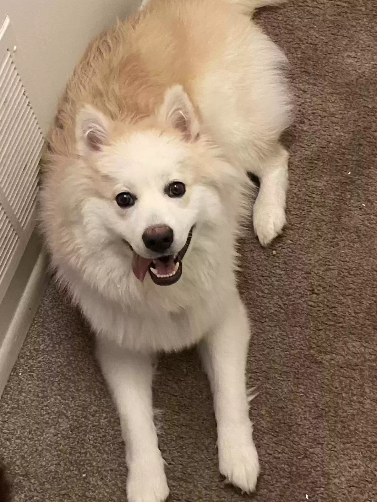 Lost dog in Olathe, KS, 66061