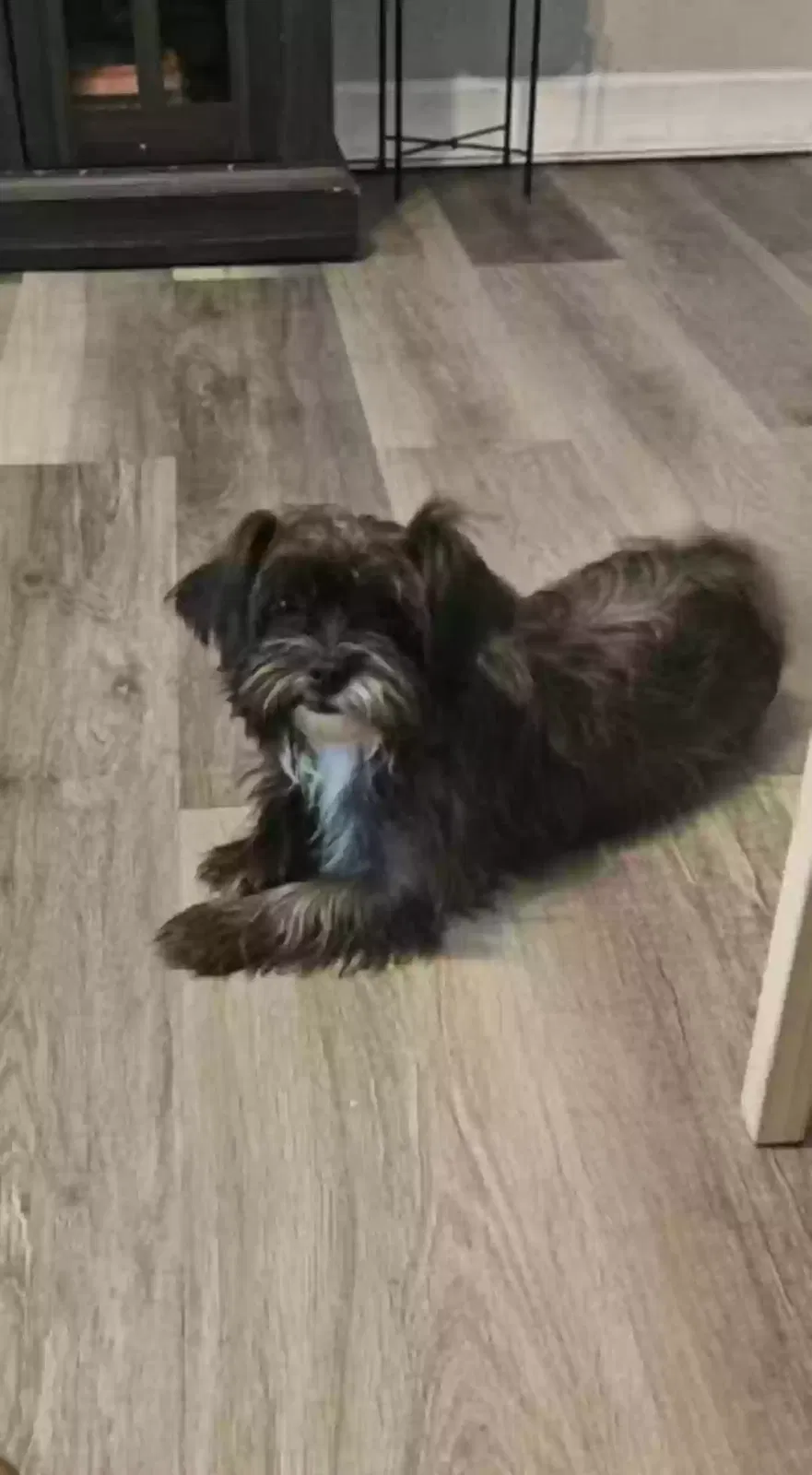 Lost dog in Wilmer, AL, 36587