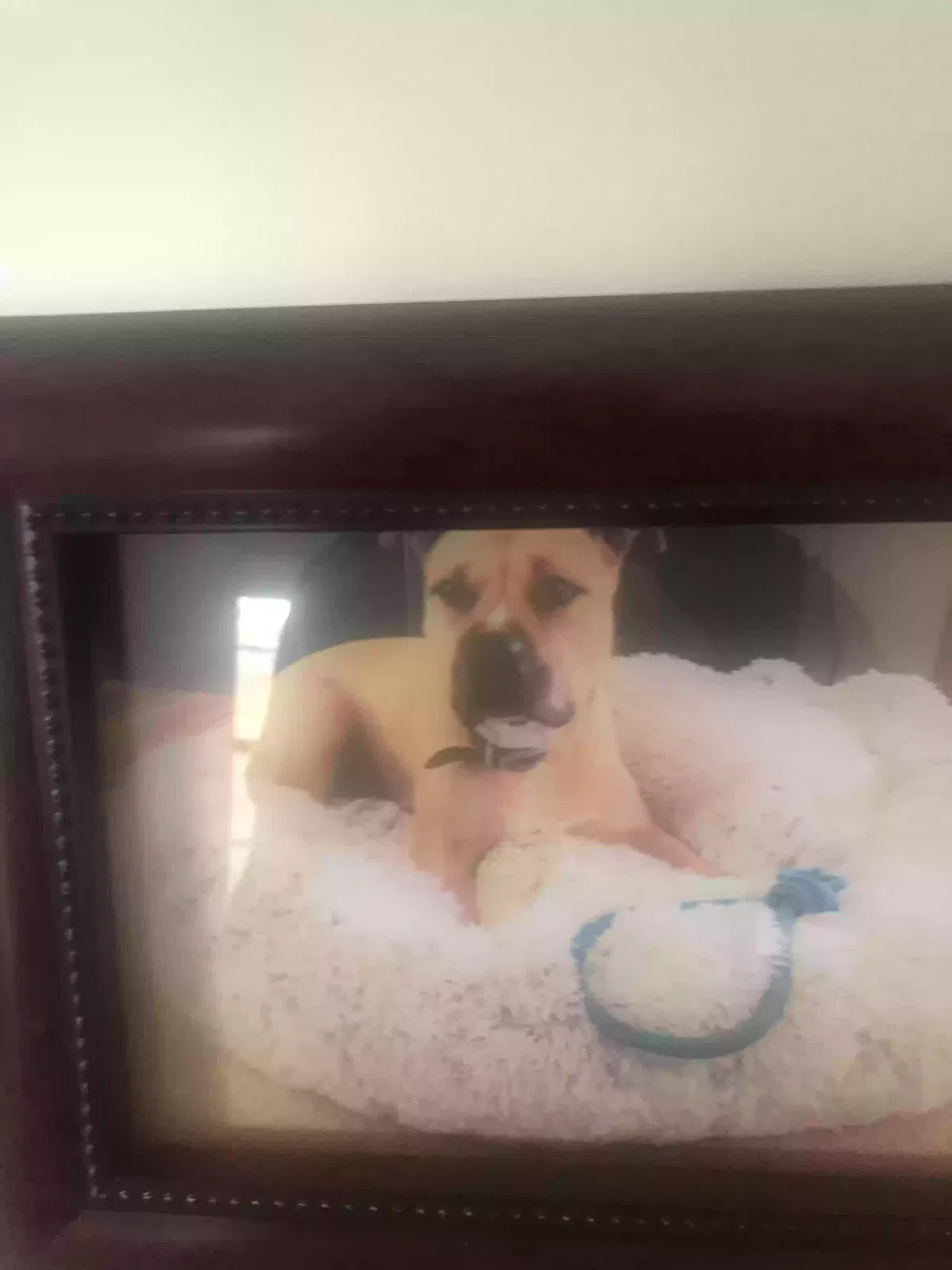 Lost dog in Roseville, CA, 95661