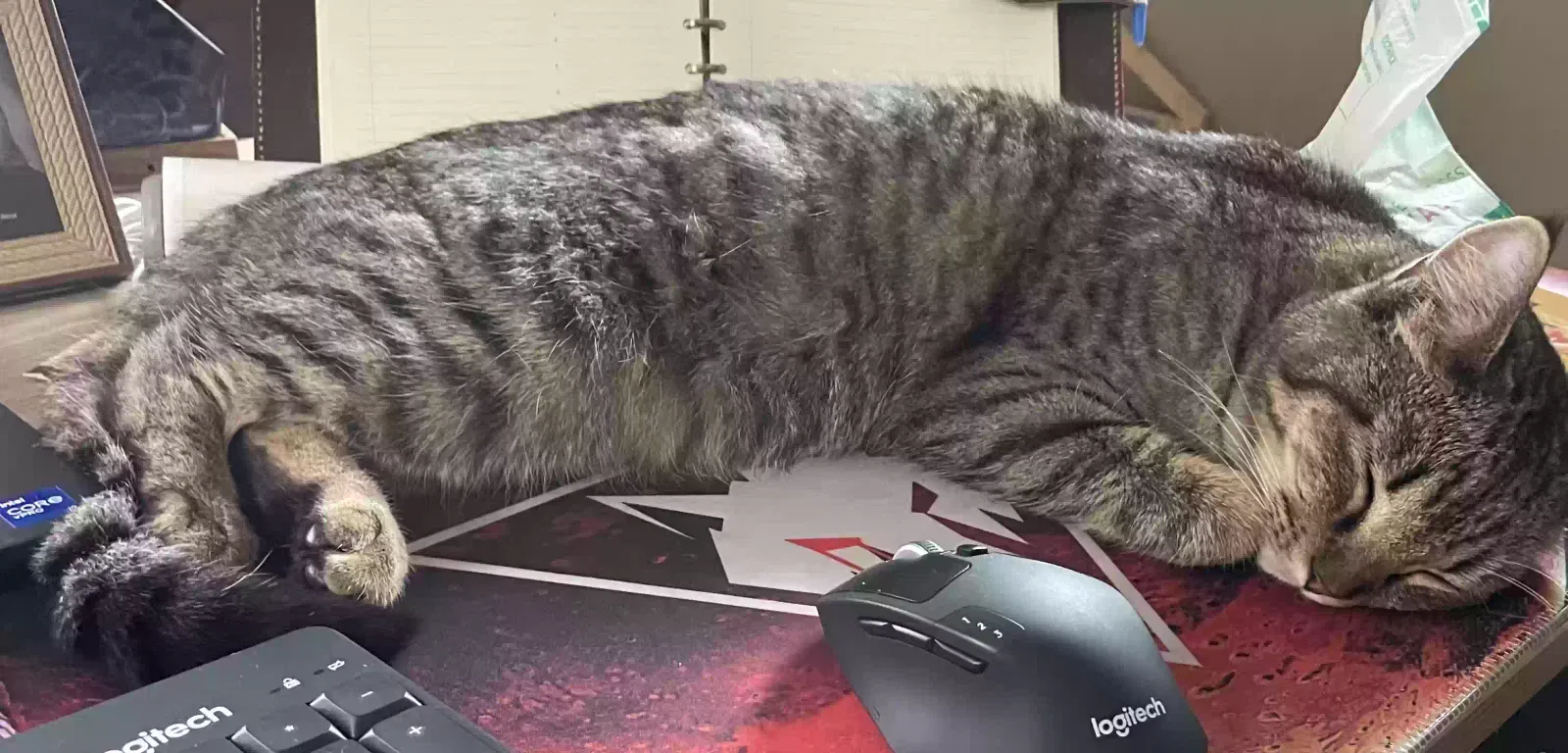 Lost cat in Arlington, TX, 76017