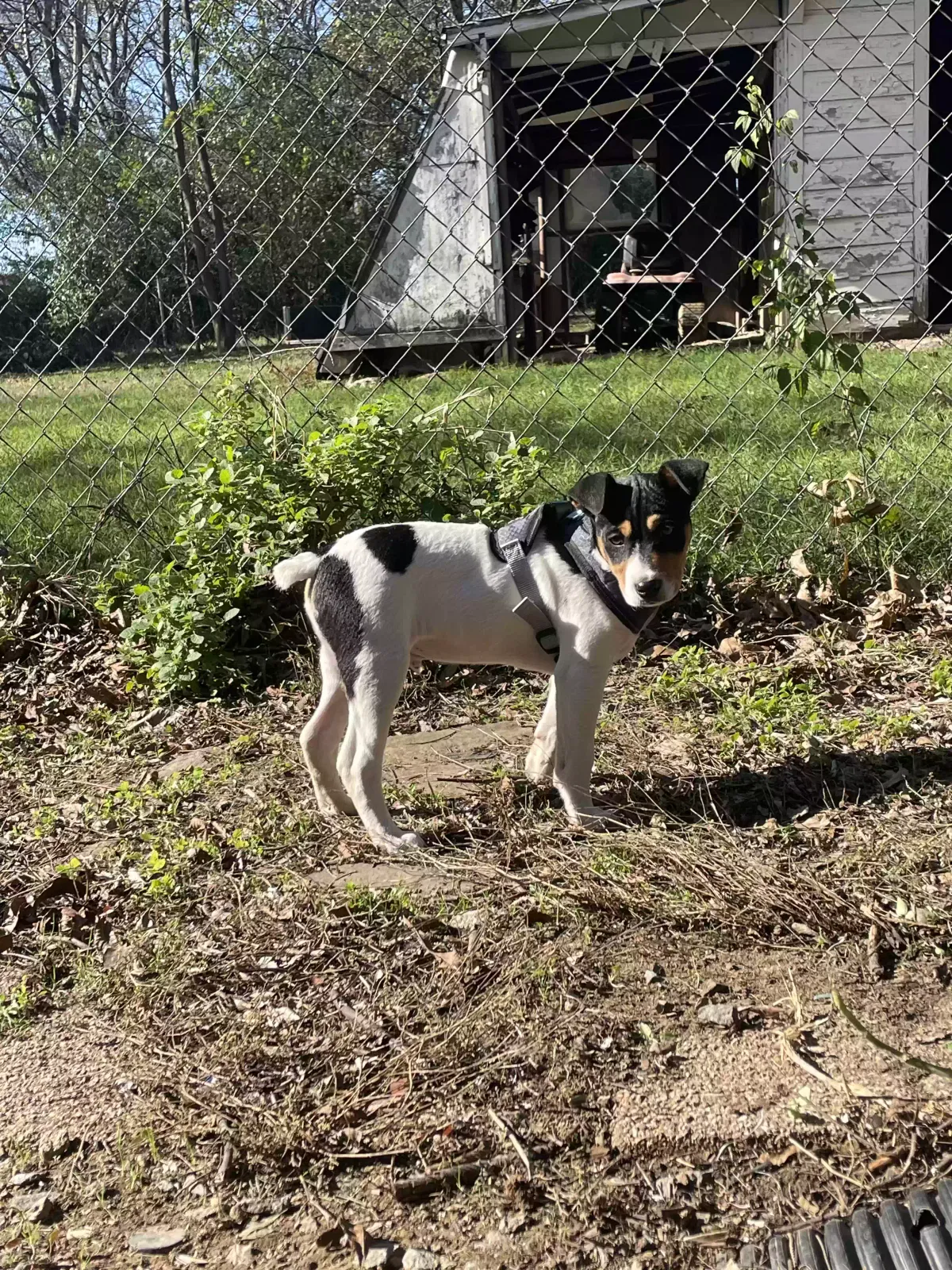 Lost dog in North Little Rock, AR, 72118