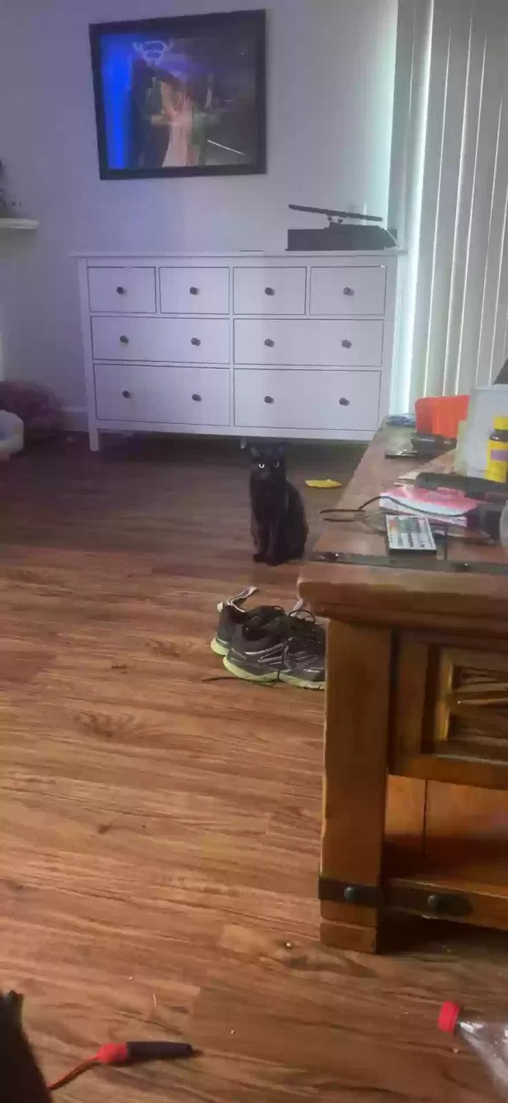 Lost cat in Baldwin Park, CA, 91706
