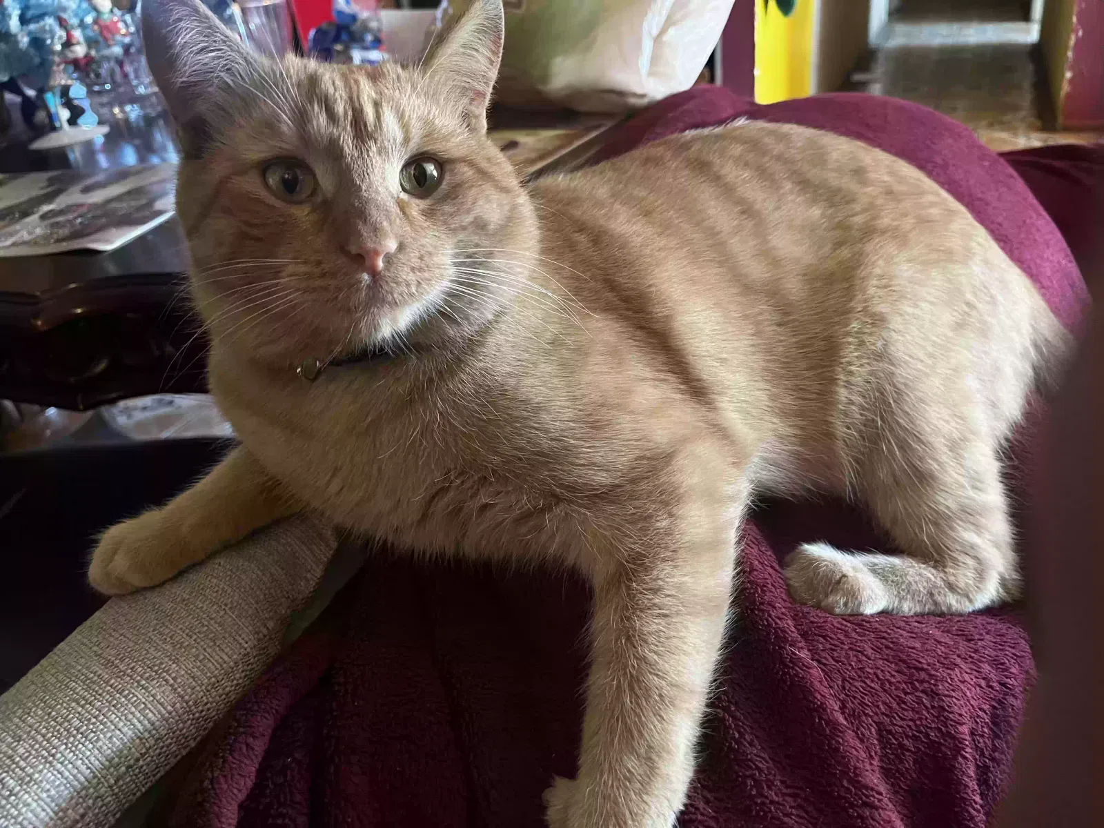 Lost cat in Phoenix, AZ, 85031
