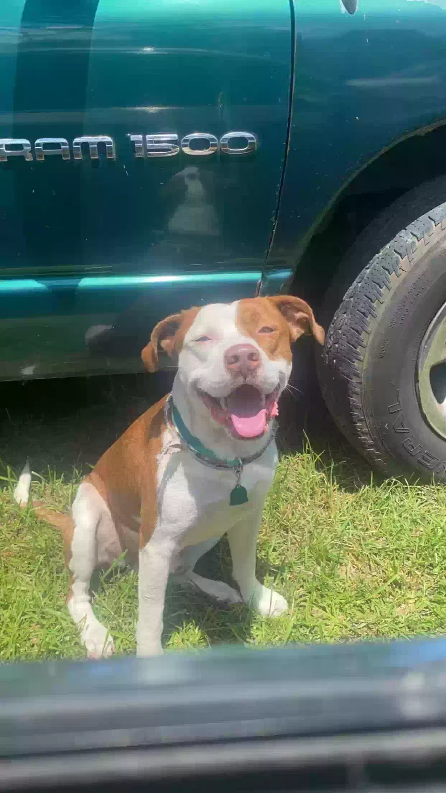 Lost dog in Prattville, AL, 36067