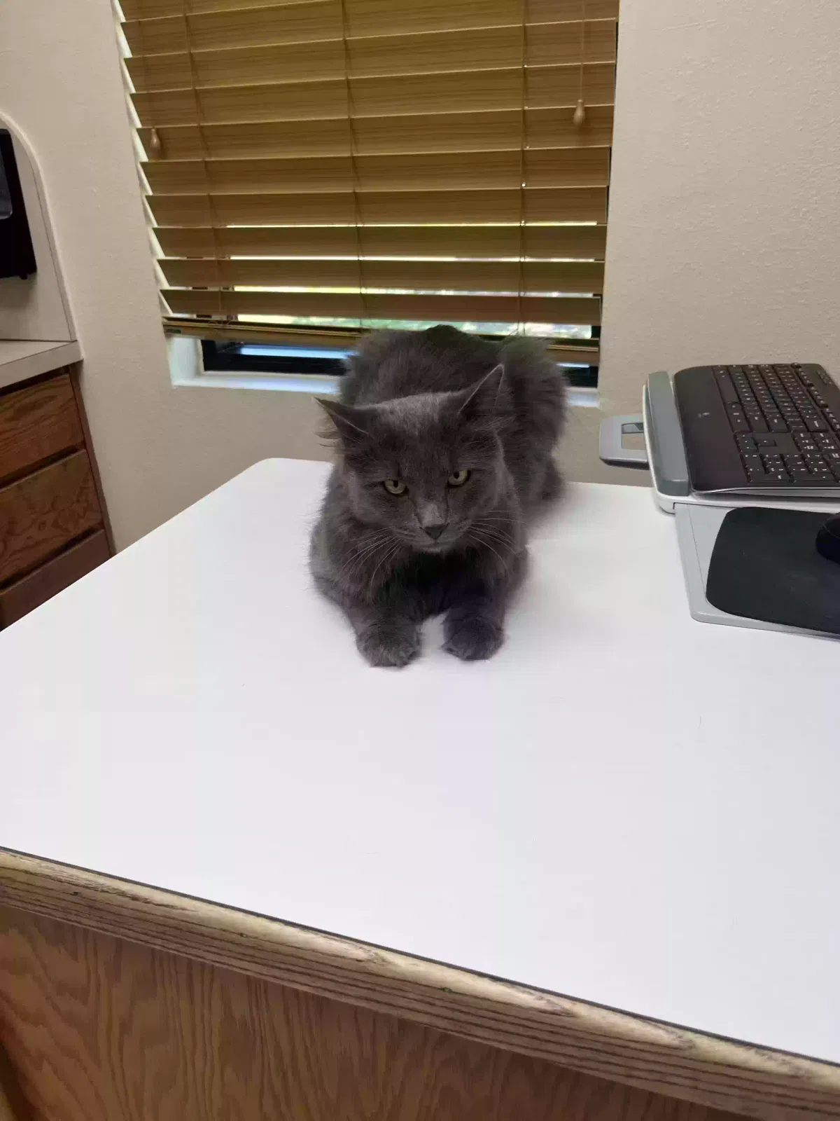Lost cat in Nevada, TX, 75173