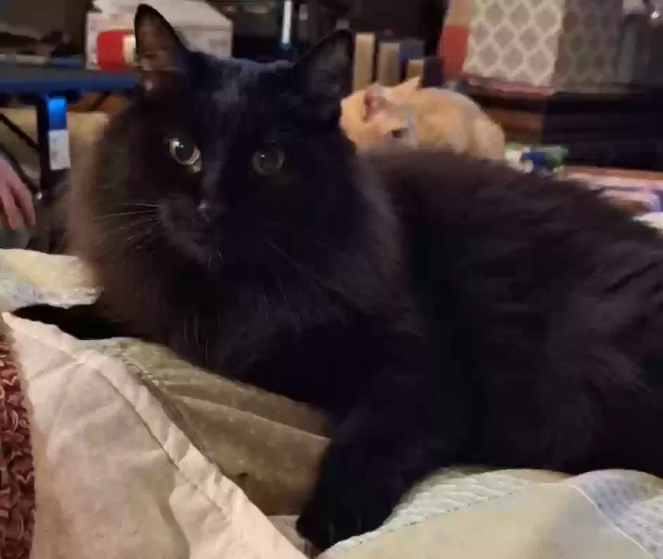Lost cat in Maricopa, AZ, 85138