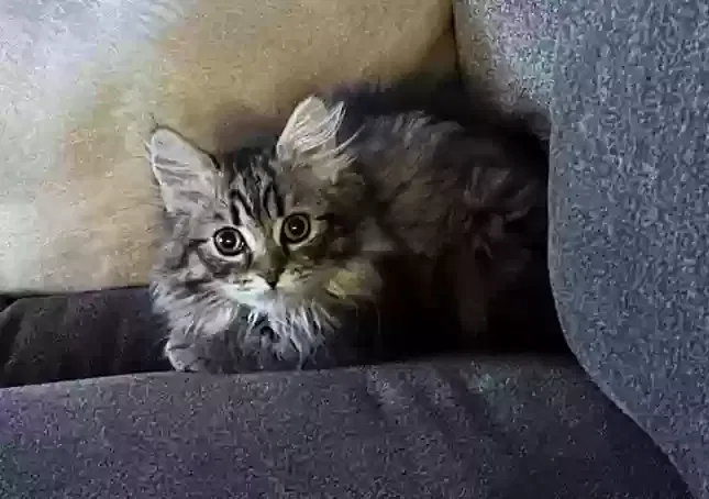 Lost cat in Litchfield Park, AZ, 85340