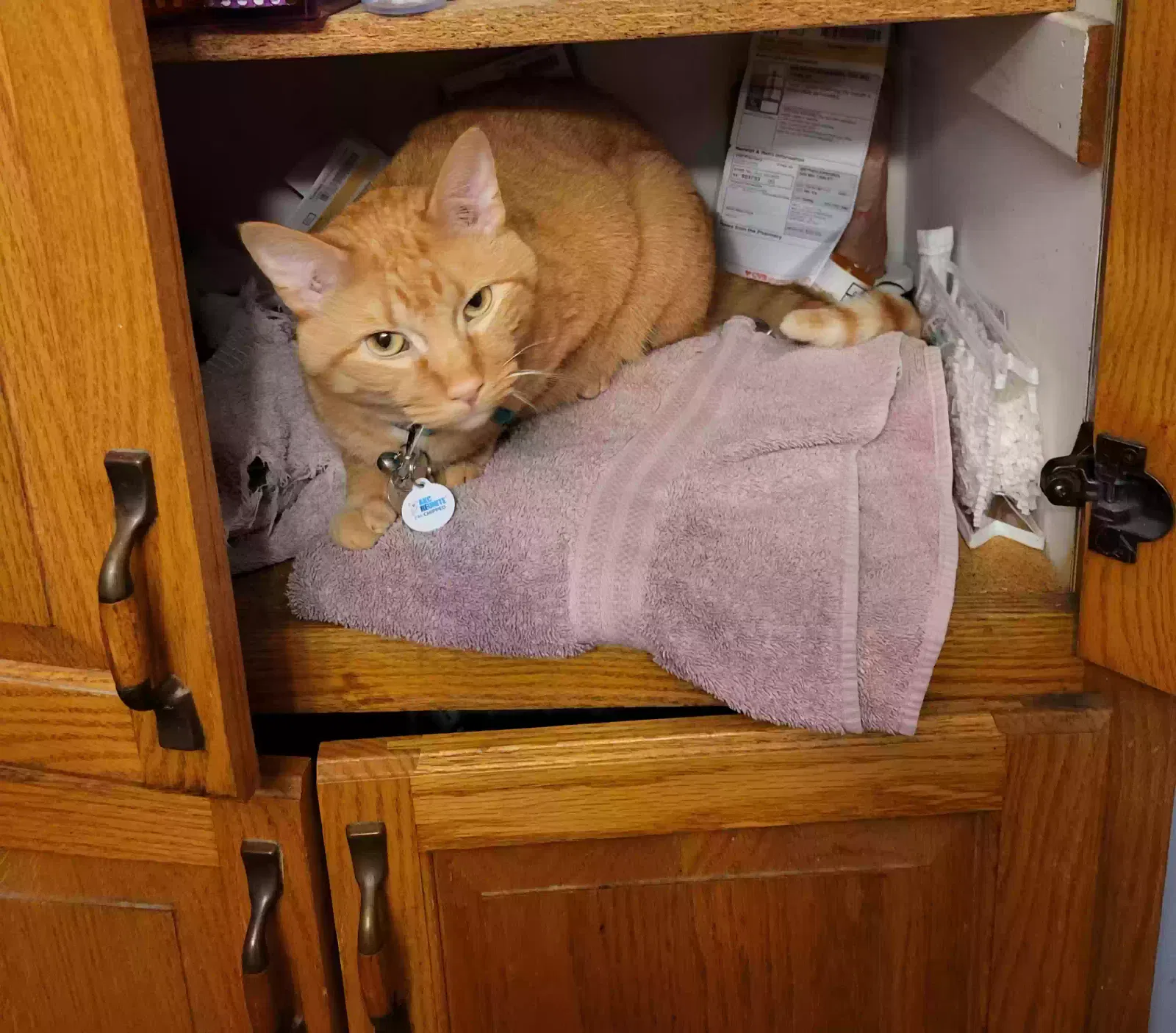 Lost cat in Shakopee, MN, 55379