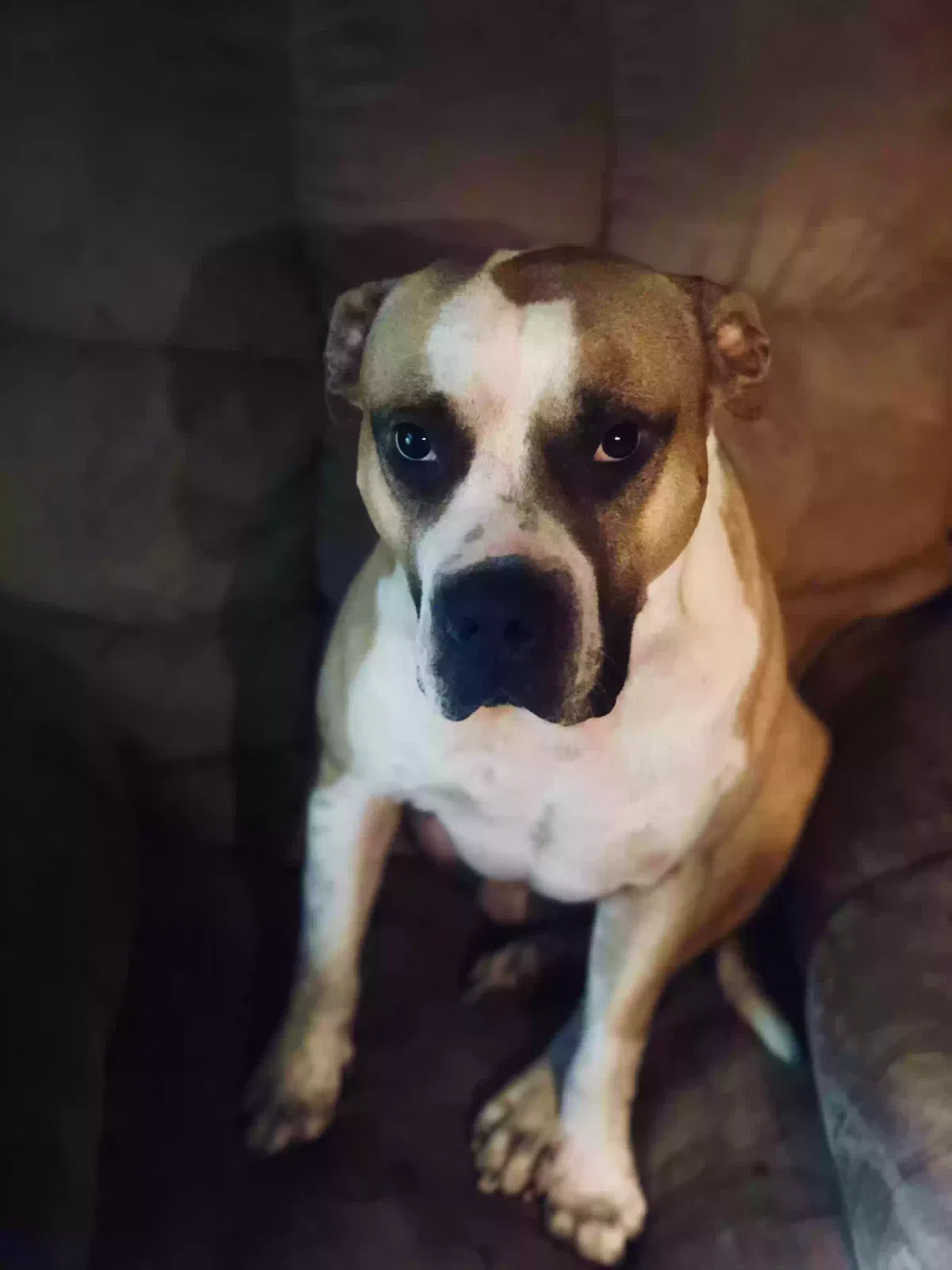 Lost dog in Little Rock, AR, 72209