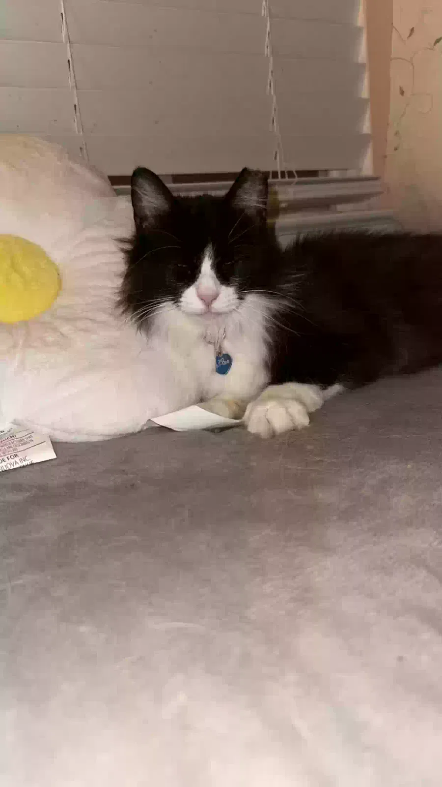 Lost cat in San Antonio, TX, 78247