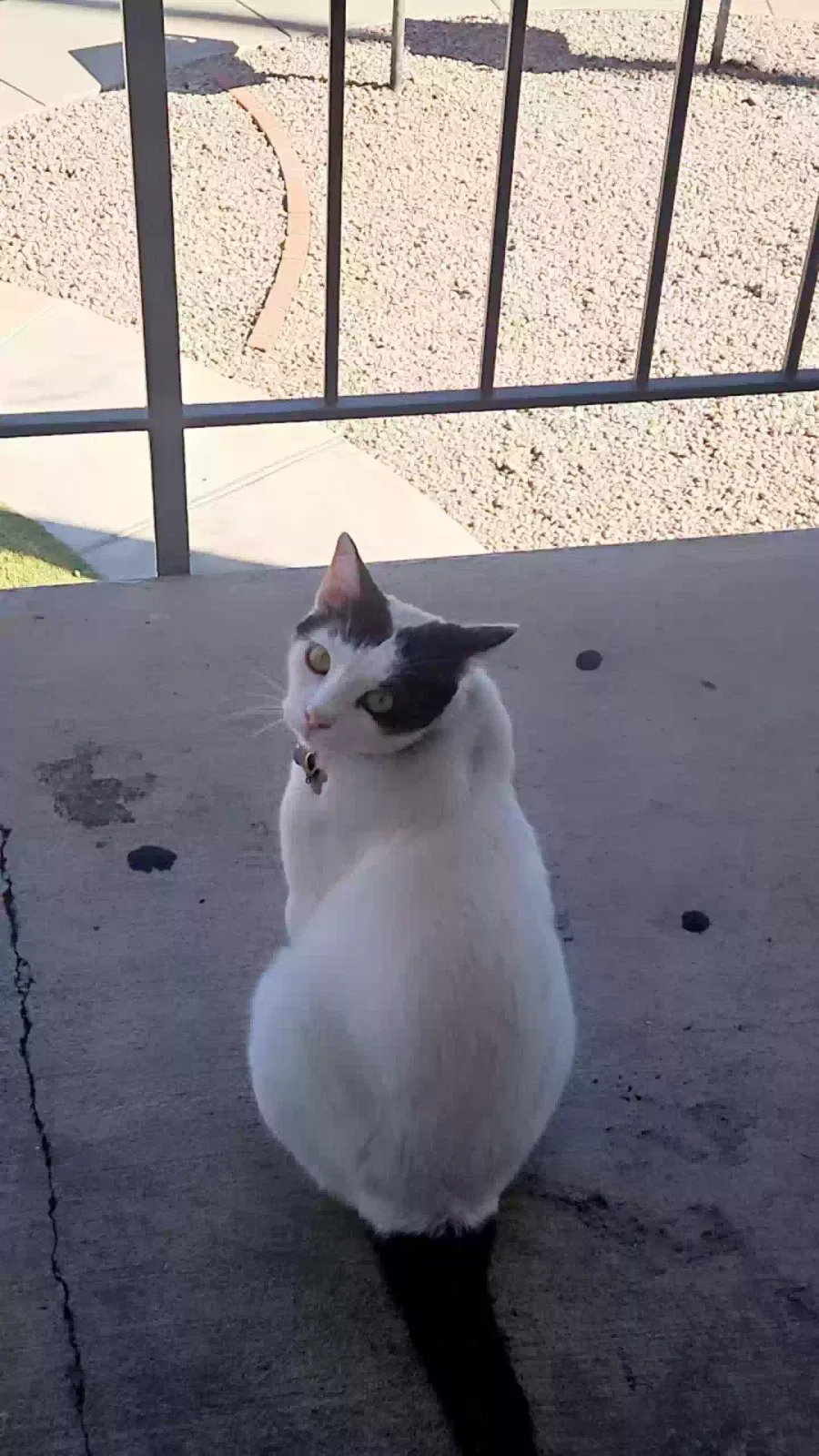 Lost cat in Glendale, AZ, 85301