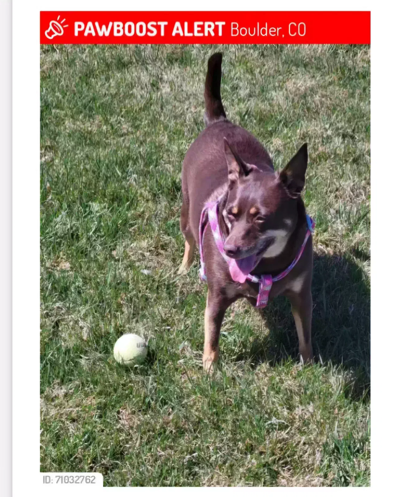 Lost dog in Boulder, CO, 80301