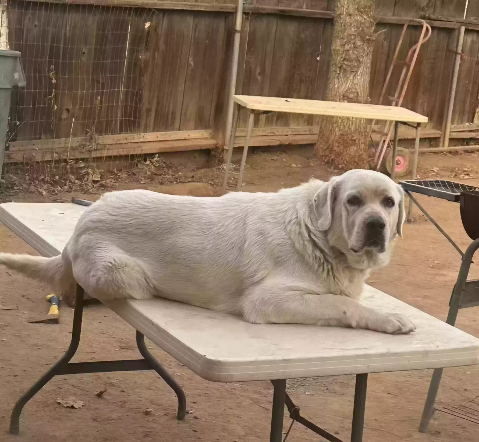 Lost dog in Orange Cove, CA, 93646