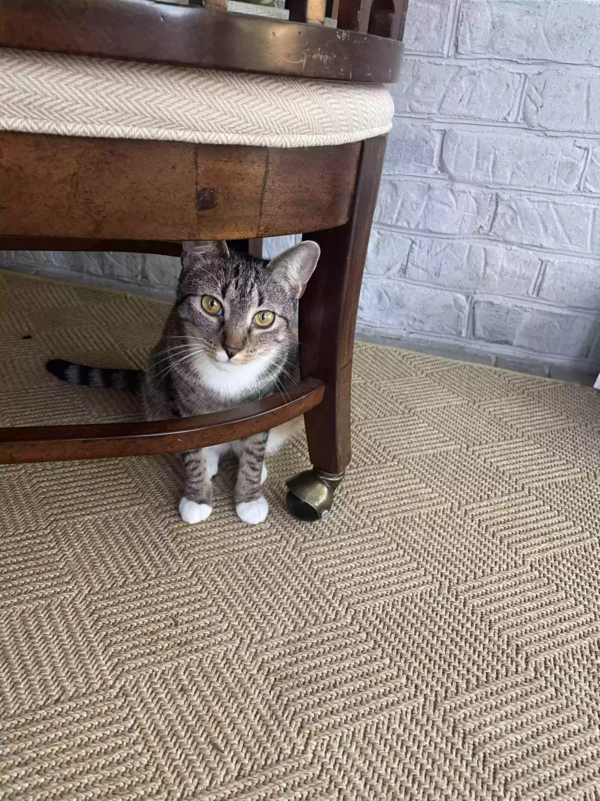 Lost cat in Burke, VA, 22015