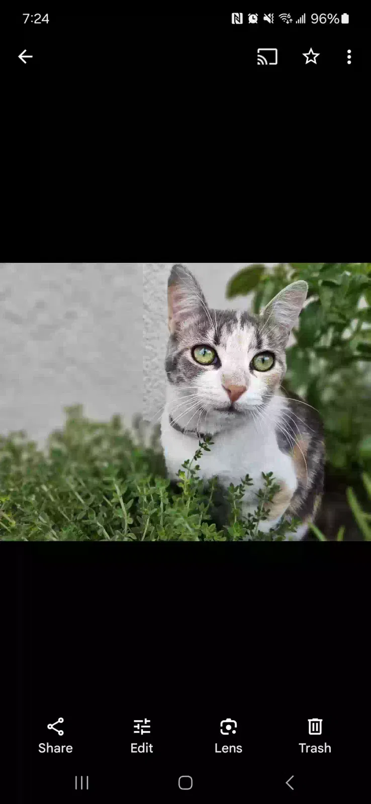 Lost cat in Folsom, CA, 95630