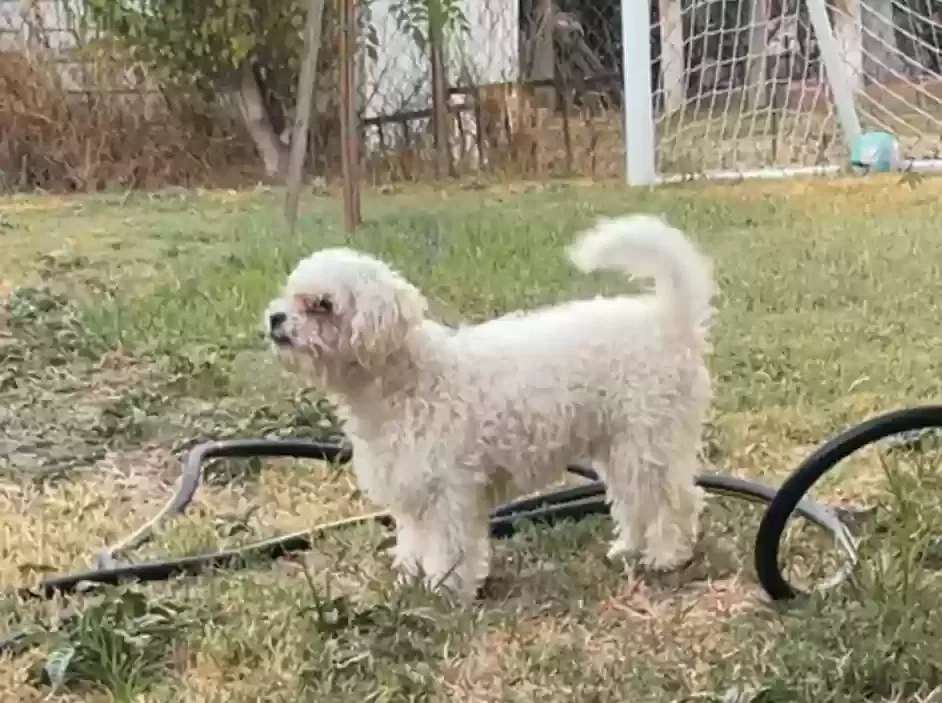 Lost dog in Riverside, CA, 92507