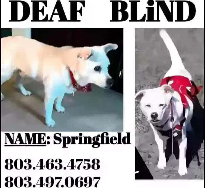 Lost dog in Lexington, SC, 29073