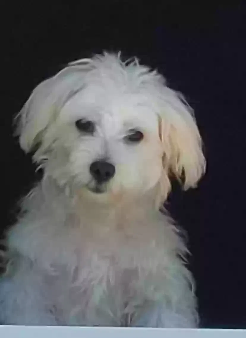 Lost dog in Fort Myers, FL, 33901