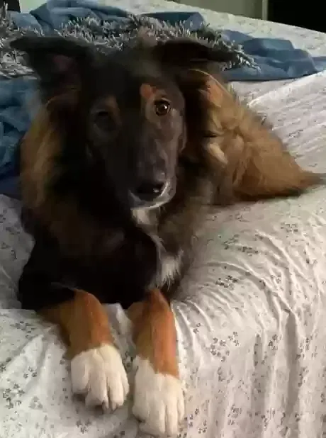 Lost dog in Apple Valley, CA, 92307