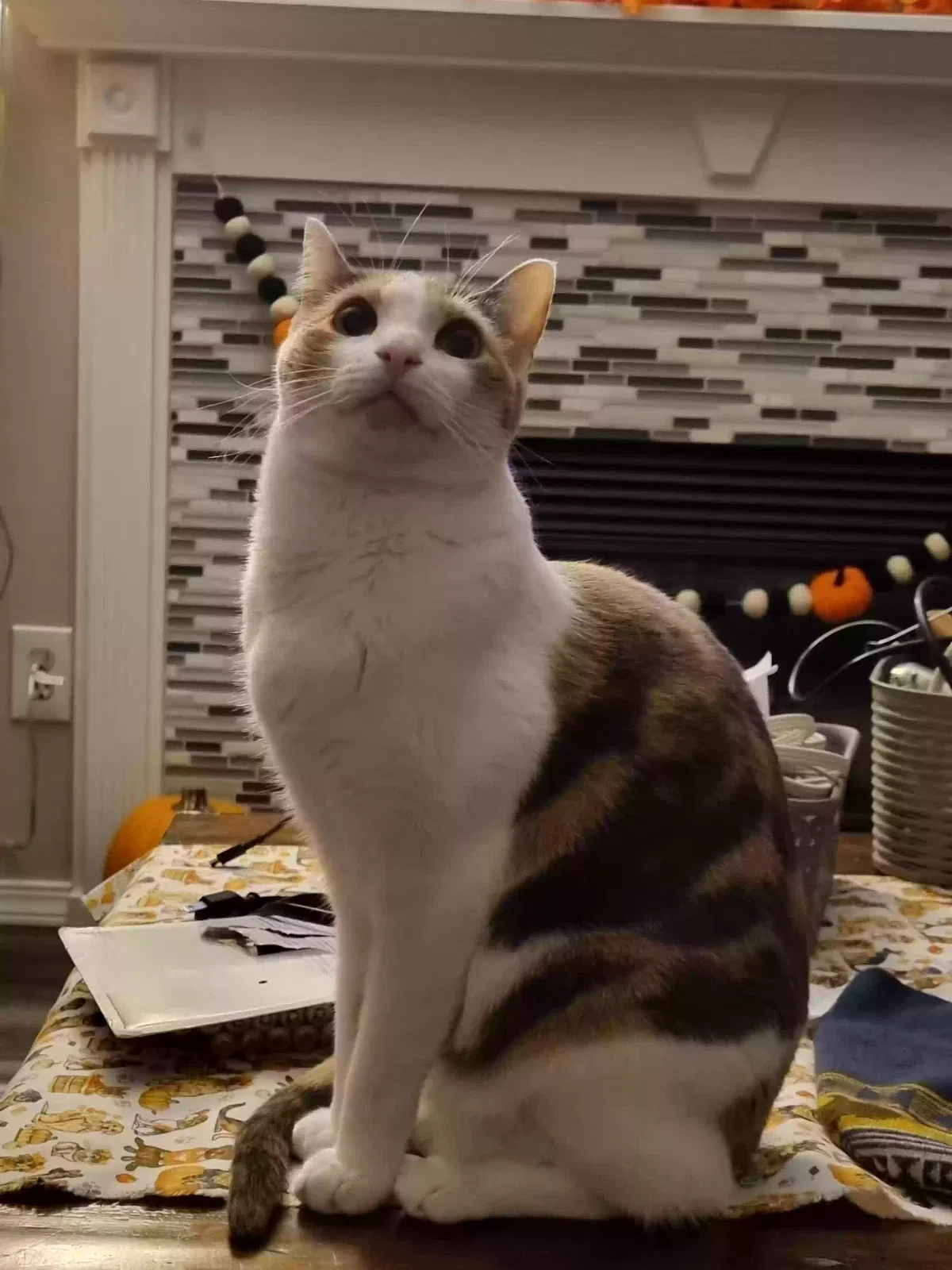 Lost cat in Tacoma, WA, 98446