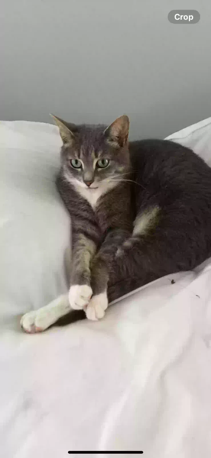 Lost cat in Boiling Springs, SC, 29316