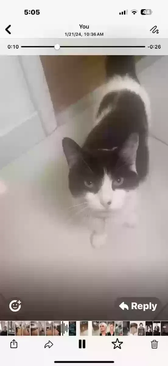 Lost cat in Boca Raton, FL, 33428
