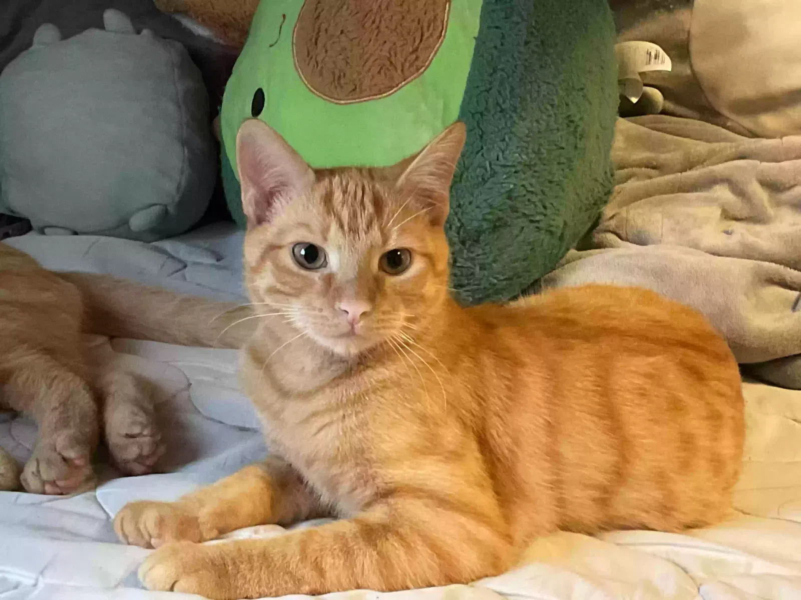 Lost cat in Chambersburg, PA, 17201