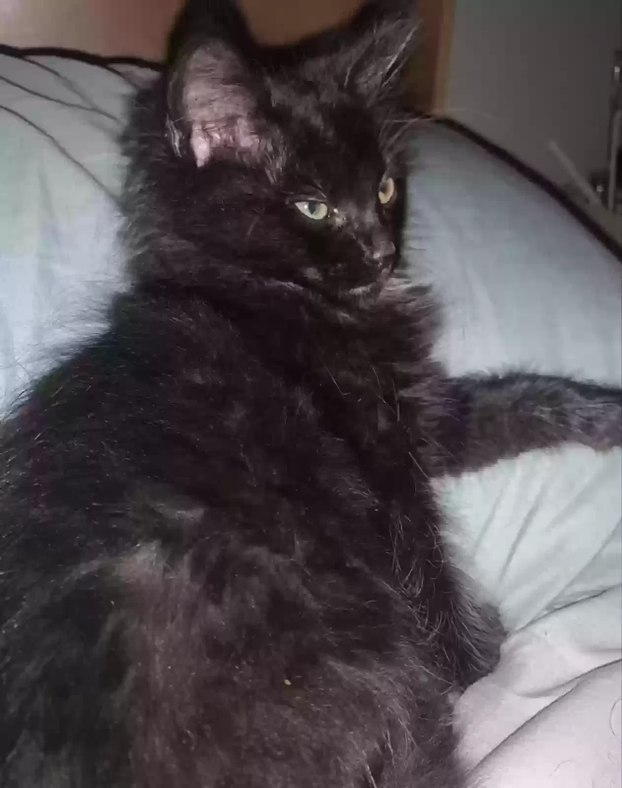 Lost cat in Portage, MI, 49024
