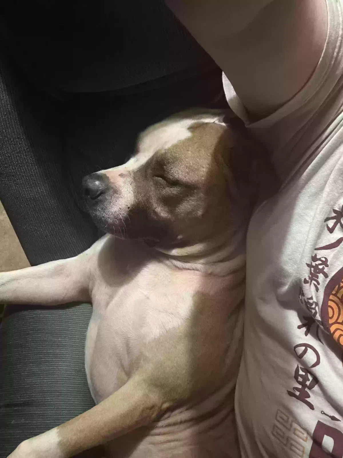 Found dog in North Little Rock, AR, 72116