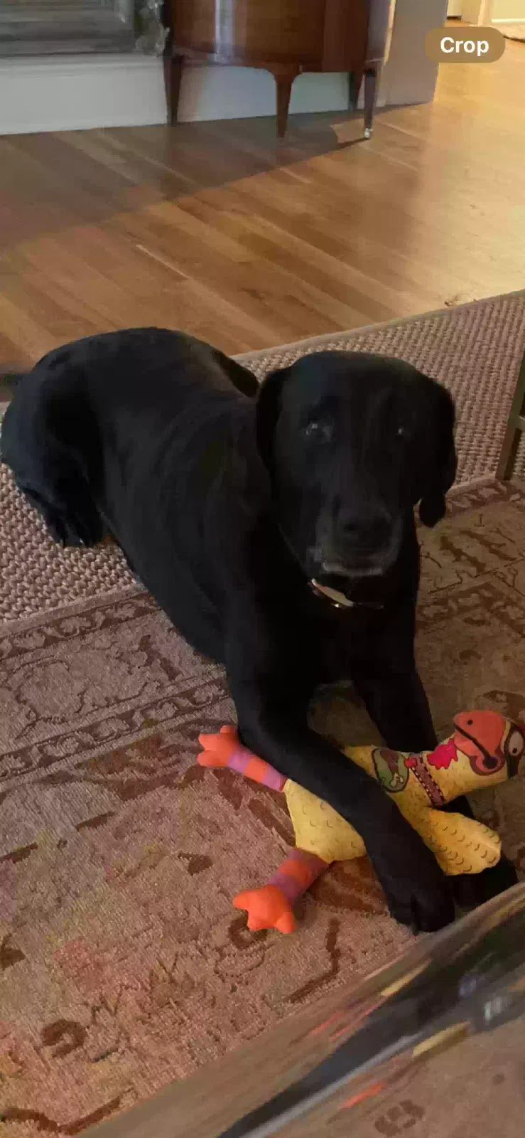 Found dog in Eatonton, GA, 31024