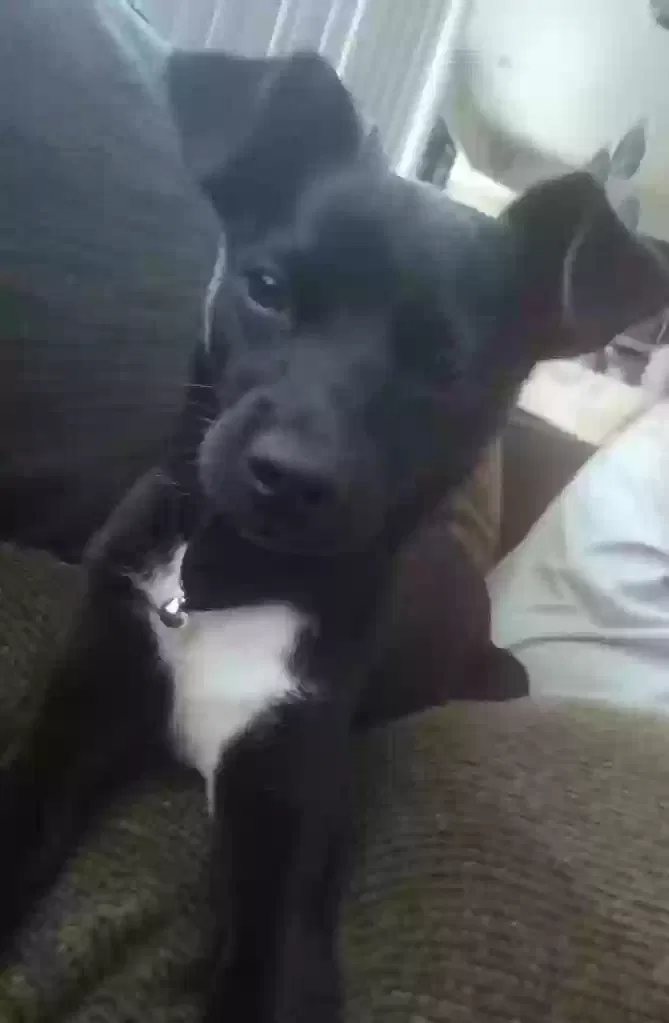 Lost dog in Denver, CO, 80204