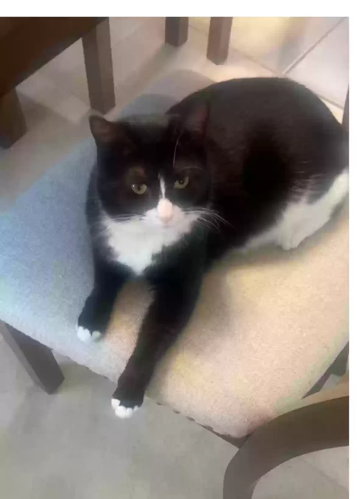 Lost cat in Melbourne, FL, 32904