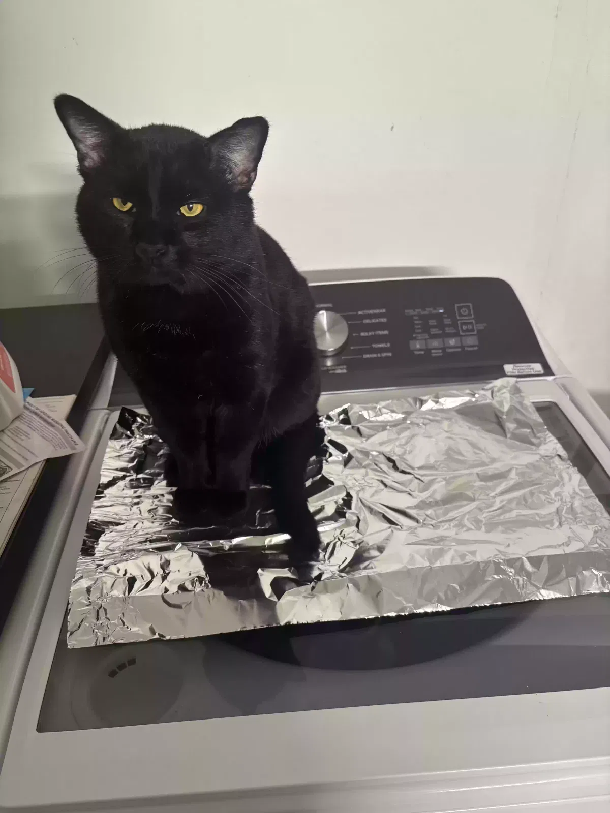 Lost cat in Haltom City, TX, 76117