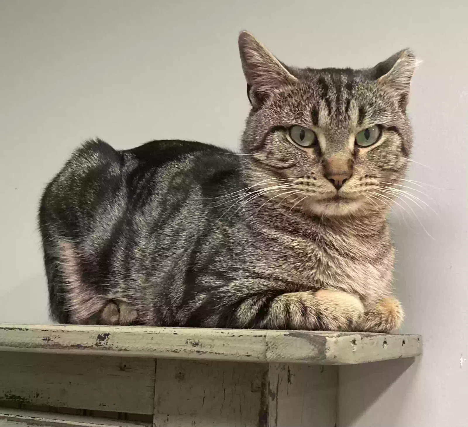 Lost cat in Elgin, IL, 60124